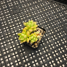 Load image into Gallery viewer, Sedum ‘Alice Evans’ variegated