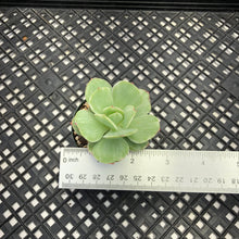 Load image into Gallery viewer, Echeveria ‘Mocha’ Variegated