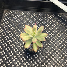 Load image into Gallery viewer, Echeveria ‘Minibelle’ Variegated
