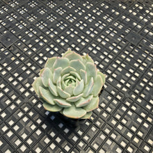 Load image into Gallery viewer, Echeveria ‘Fury’