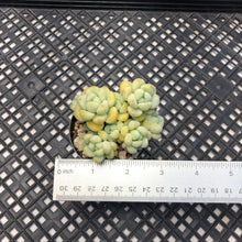 Load image into Gallery viewer, Sedum Clavatum