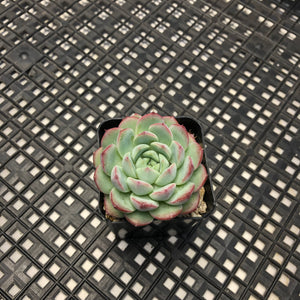 Echeveria ‘Polonaise’