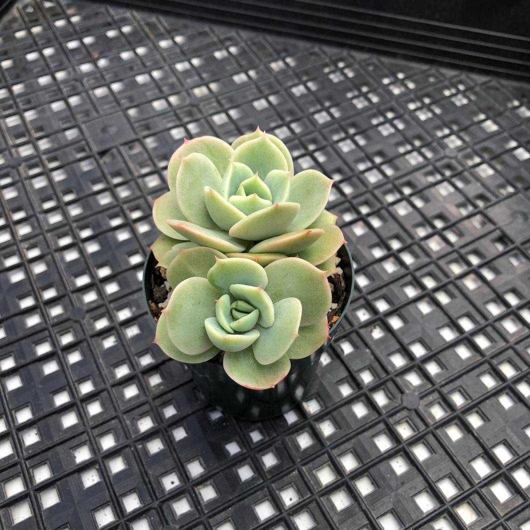 Echeveria ‘White Snow’ Montrose Variegated