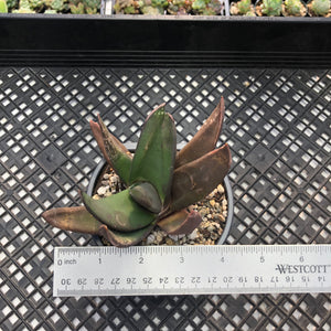 Gasteria nigricans f. monstrose