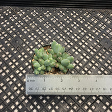 Load image into Gallery viewer, Pachyphytum rzedowskii