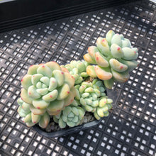 Load image into Gallery viewer, Sedum Clavatum
