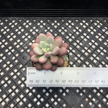 Load image into Gallery viewer, Pachyveria ‘Polari Heart’