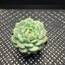 Load image into Gallery viewer, Echeveria ‘Marisa’