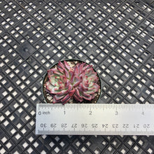 Load image into Gallery viewer, Echeveria &#39;Harvesham&#39;s Waltz&#39;