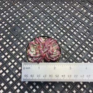 Echeveria 'Harvesham's Waltz'