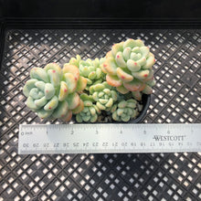 Load image into Gallery viewer, Sedum Clavatum