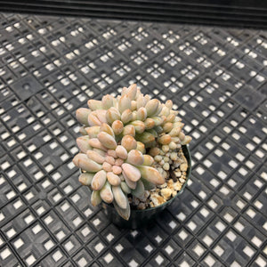 Pachyveria Pachyphytodies Cristate