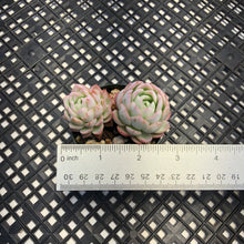 Load image into Gallery viewer, Echeveria ‘Violet Queen’