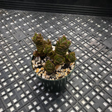 Load image into Gallery viewer, Crassula ‘Buddha&#39;s Temple’