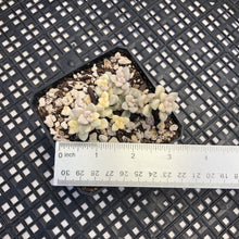 Load image into Gallery viewer, Graptopetalum mendozae Variegated