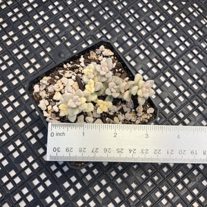 Graptopetalum mendozae Variegated