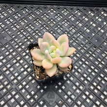 Load image into Gallery viewer, Graptoveria ‘Opalina’ Variegated