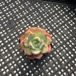 Echeveria ‘Misellosa’