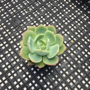 Echeveria ‘Lemon Tree’