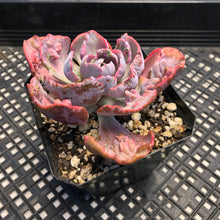 Load image into Gallery viewer, Echeveria ‘Beyonce’ Variegated