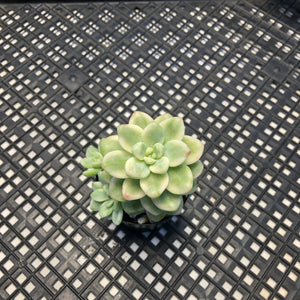 Sedum clavatum variegated