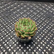Load image into Gallery viewer, Echeveria ‘Jackal’