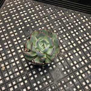 Echeveria Strictiflora v nova