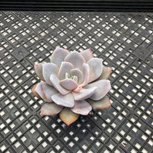 Load image into Gallery viewer, Echeveria ‘Grouse’