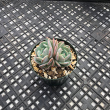 Load image into Gallery viewer, Echeveria ‘Rainbow Goddess’