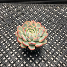 Load image into Gallery viewer, Echeveria minima variegated