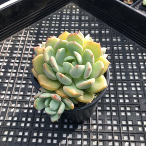 Graptoveria ‘A Grim One’