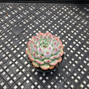 Echeveria Zaragosa