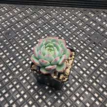 Load image into Gallery viewer, Echeveria ‘Polonaise’