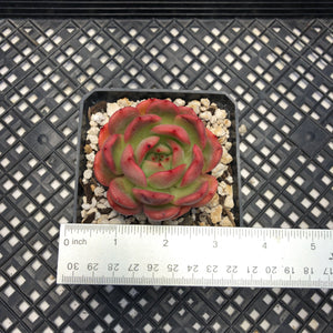Echeveria ’Glam Pink’