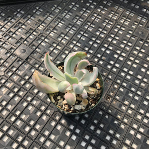 Echeveria 'Berkeley Light' Variegated