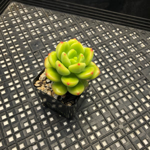 Echeveria Agavoides ebony ‘Peridot’