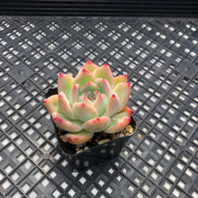 Load image into Gallery viewer, Echeveria ‘Ratam’