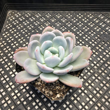 Load image into Gallery viewer, Echeveria Laulindsayana sp hybrid