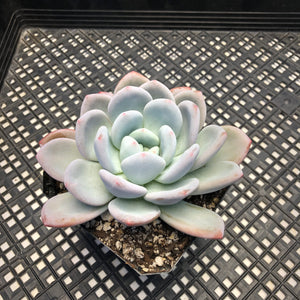Echeveria Laulindsayana sp hybrid