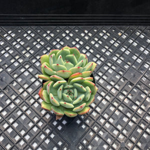 Echeveria ‘Black Panther’
