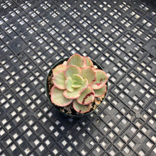 Load image into Gallery viewer, Echeveria ‘Suyon’ variegated
