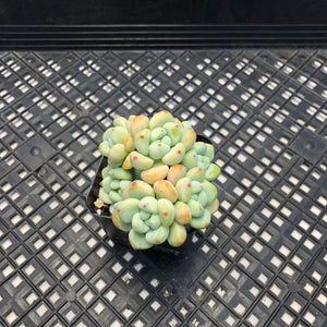 Sedum Clavatum