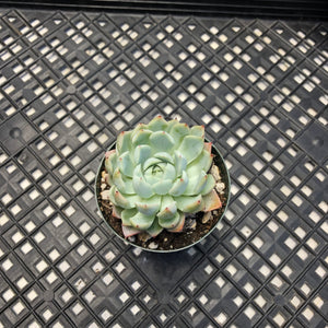 Echeveria White Zaragosa