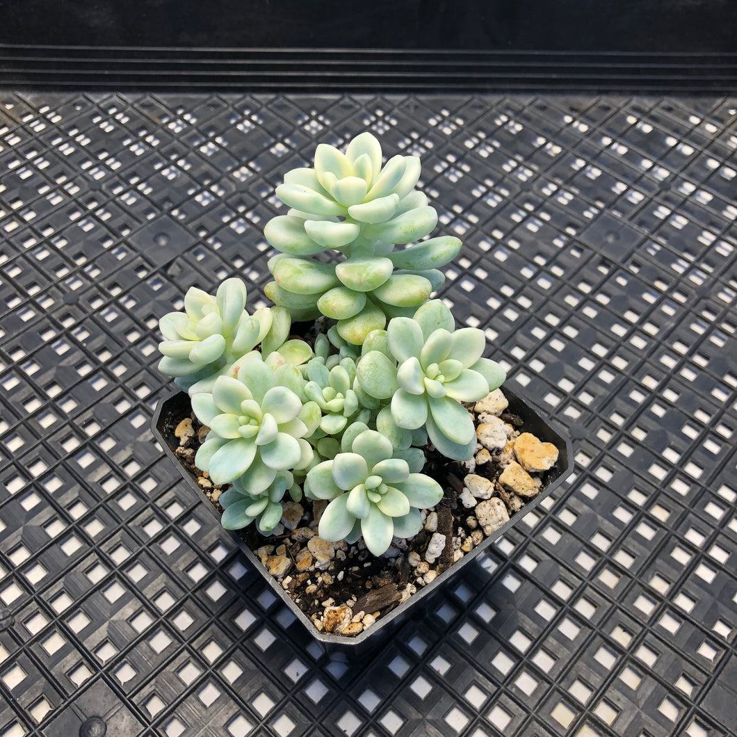 Sedum clavatum variegated