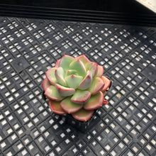 Load image into Gallery viewer, Echeveria ‘Misellosa’