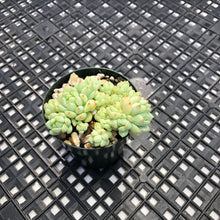 Load image into Gallery viewer, Sedum perezdelarosae