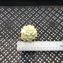 Load image into Gallery viewer, Sedum clavatum variegated