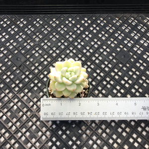 Sedum clavatum variegated