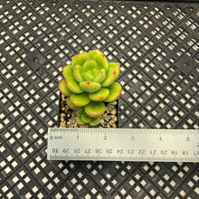 Load image into Gallery viewer, Echeveria Agavoides ebony ‘Peridot’