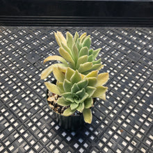 Load image into Gallery viewer, Aeonium ‘Ballerina’ variegated